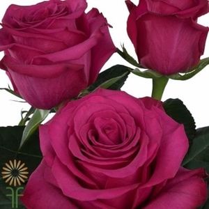 Meet your Posher, Yoshika